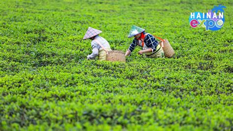 海南名茶有哪些，且談談海南茶文化的傳承與發展